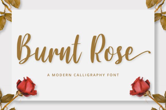 Burnt Rose: A Designer's Real-World Review